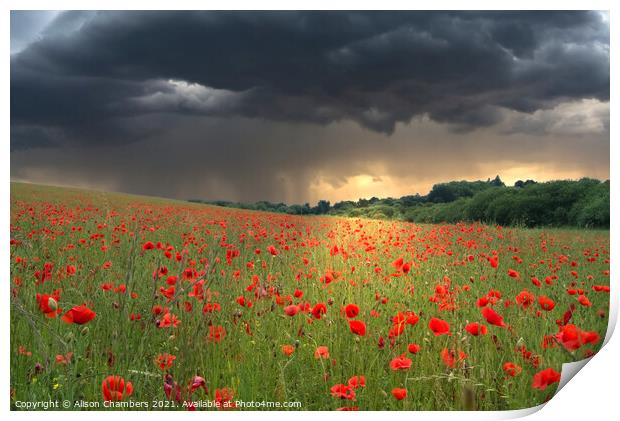 Poppy Field Storm Print by Alison Chambers