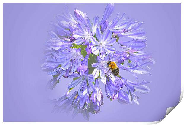Bee on Agapanthus Print by Alison Chambers