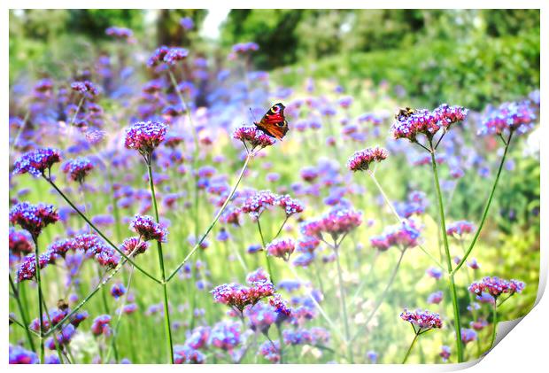 Verbena Butterfly Print by Alison Chambers