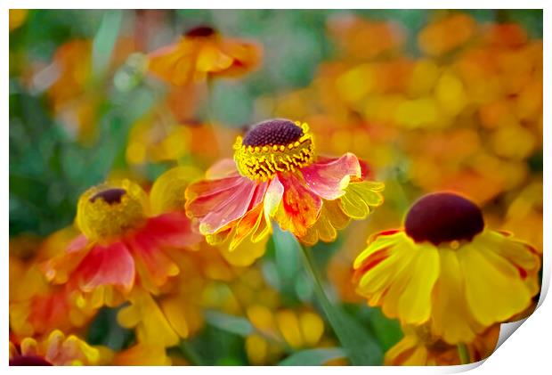 Beautiful Heleniums Print by Alison Chambers