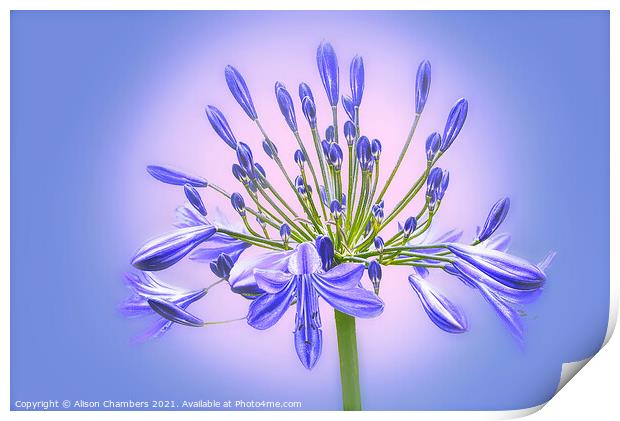 Agapanthus Flower Print by Alison Chambers