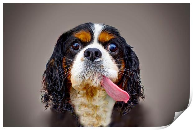 Cavalier King Charles Spaniel  Print by Alison Chambers