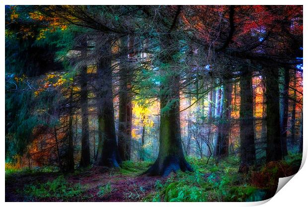 Colourful Autumn At Langsett Woods Print by Alison Chambers