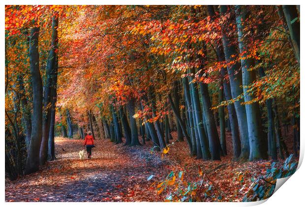 Newmillerdam Autumn Woodland  Print by Alison Chambers