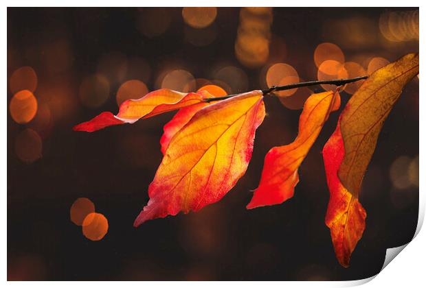 Autumn Leaves Print by Alison Chambers