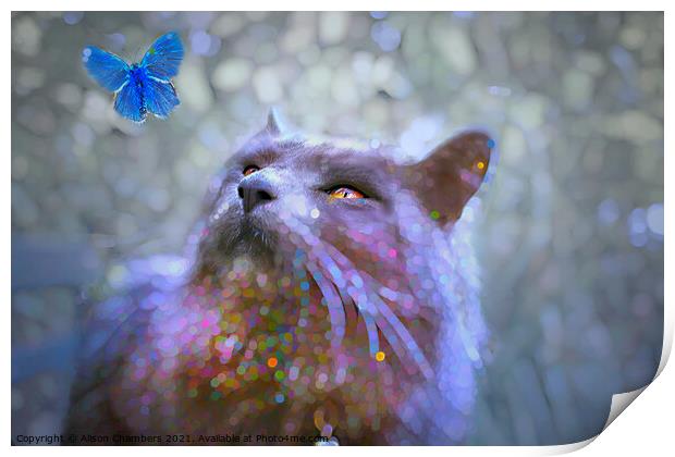 Mesmerised Cat And Butterfly Print by Alison Chambers