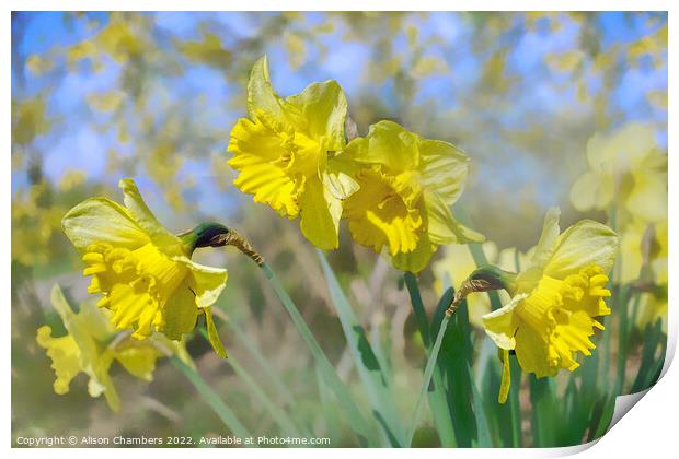 Fresh Spring Daffodils  Print by Alison Chambers