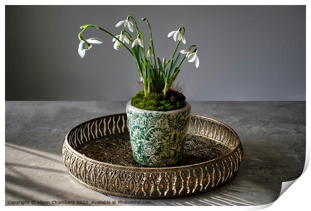Served On A Tray Snowdrops Print by Alison Chambers