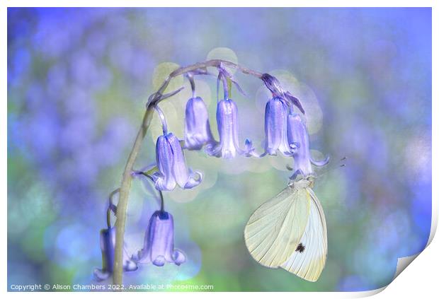 Bluebell and Butterfly Print by Alison Chambers