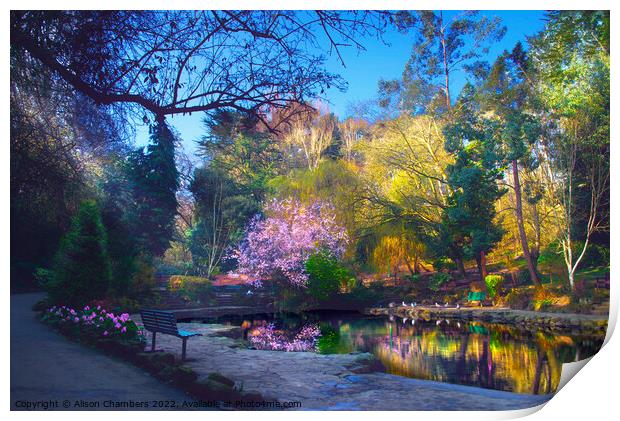 Peasholm Park Cherry Blossom Reflection  Print by Alison Chambers