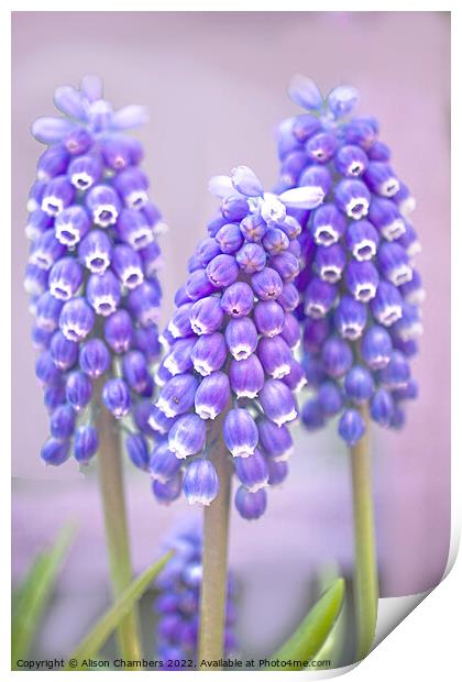 Muscari Trio Print by Alison Chambers