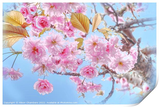  Cherry Blossom Print by Alison Chambers