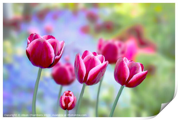 Picotee Tulips Print by Alison Chambers