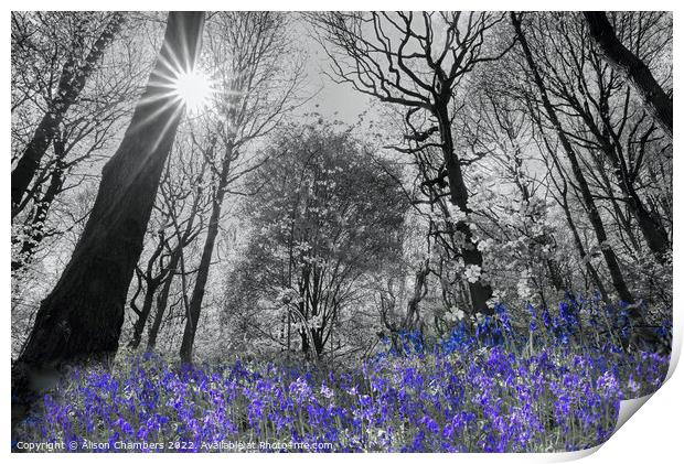 Spring Sunshine Bluebell Wood Colour Selection  Print by Alison Chambers
