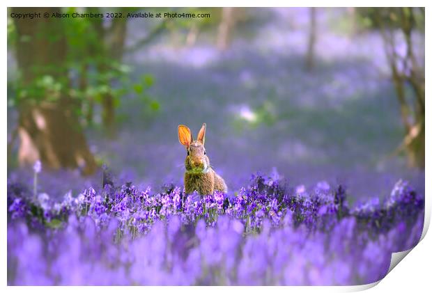 Woodland Rabbit  Print by Alison Chambers