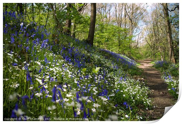 Bluebell and Stitchwort Wood, Yorkshire  Print by Alison Chambers
