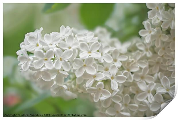 White Lilac Flowers  Print by Alison Chambers