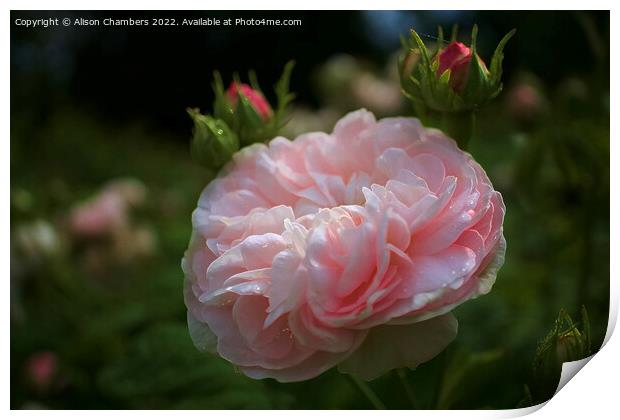 Sunlit rose Print by Alison Chambers