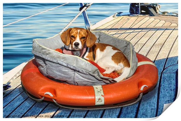 Seafaring Beagle Print by Alison Chambers