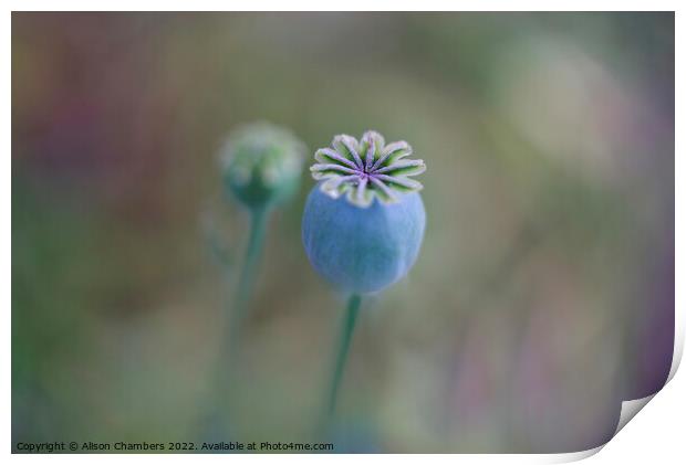 Opium Poppy Seed Head Print by Alison Chambers