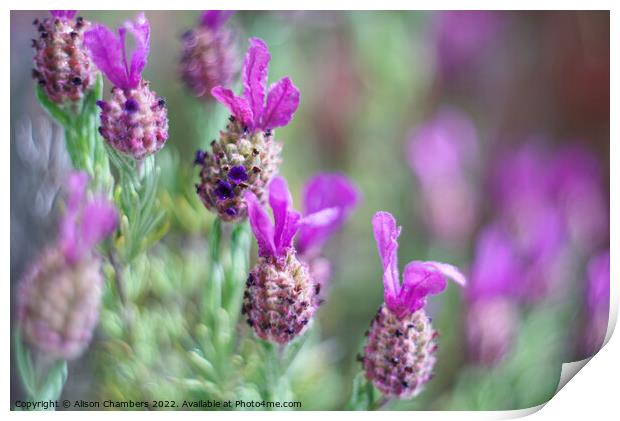 French Lavender  Print by Alison Chambers