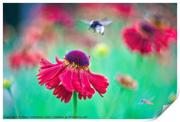 Helenium Flowers Print by Alison Chambers