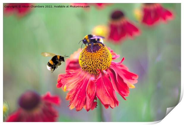 Busy Bumblebees Print by Alison Chambers
