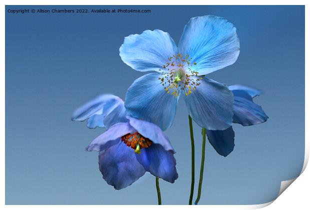 Himalayan Blue Poppies Print by Alison Chambers