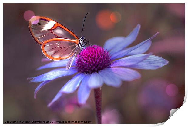 Glasswing Butterfly on Echinacea  Print by Alison Chambers