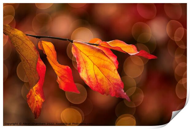 Colourful Autumn Leaves Print by Alison Chambers