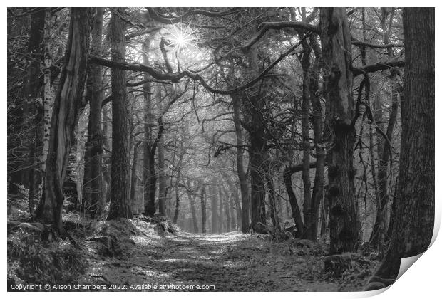 Padley Gorge Woodland Print by Alison Chambers