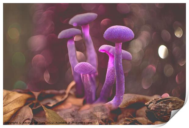 Amethyst Deceiver Mushroom Print by Alison Chambers