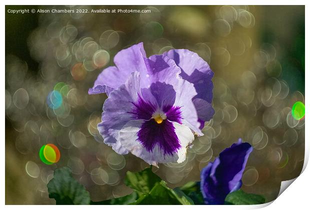 Pansy Flower Print by Alison Chambers