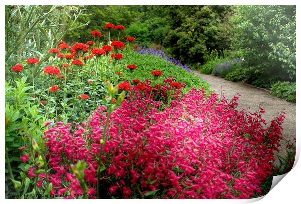 Summer Flower Border Print by Alison Chambers