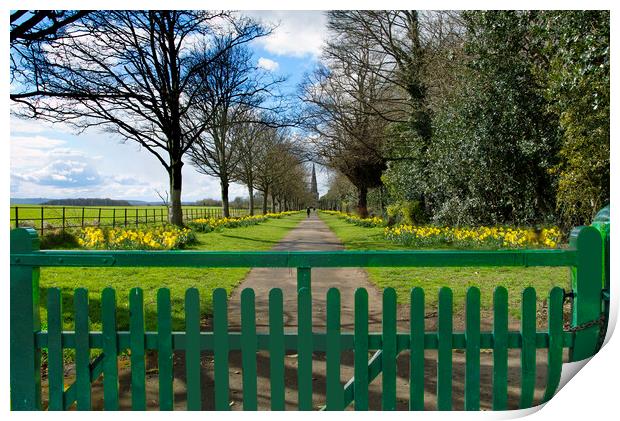 Wentworth Daffodils  Print by Alison Chambers