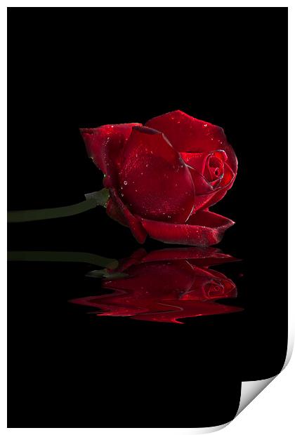 Red Rose Print by Alison Chambers