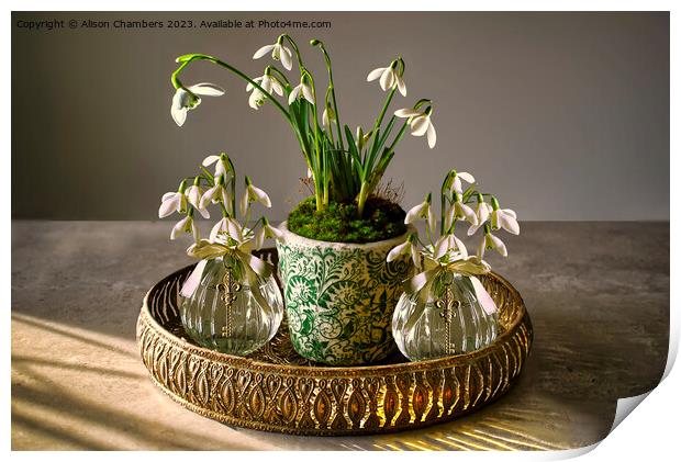 Snowdrops Print by Alison Chambers