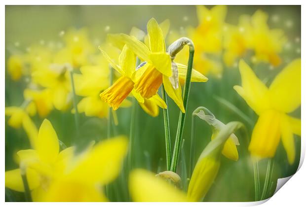 Daffodils  Print by Alison Chambers