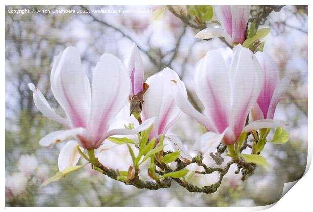 Magnolia Blossom Print by Alison Chambers