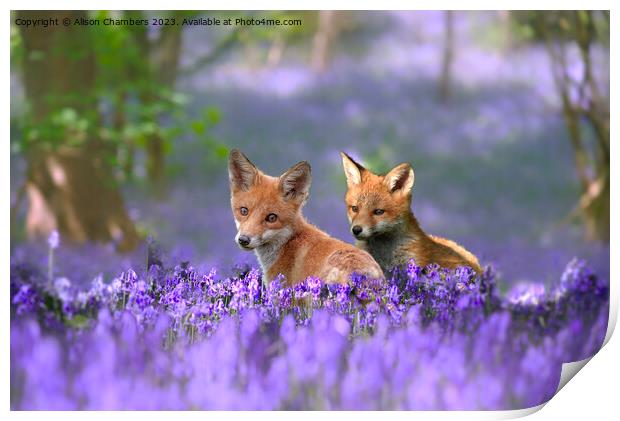 Foxes in Bluebell Wood Print by Alison Chambers