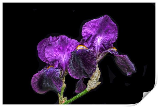 Purple Bearded Irises  Print by Alison Chambers