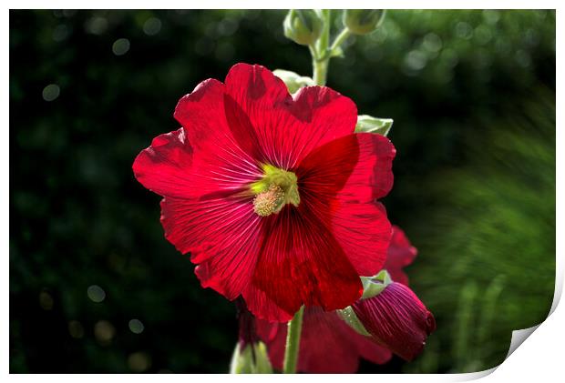 Hollyhock Print by Alison Chambers