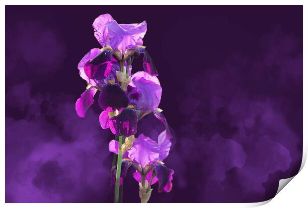 Smoky Irises Print by Alison Chambers