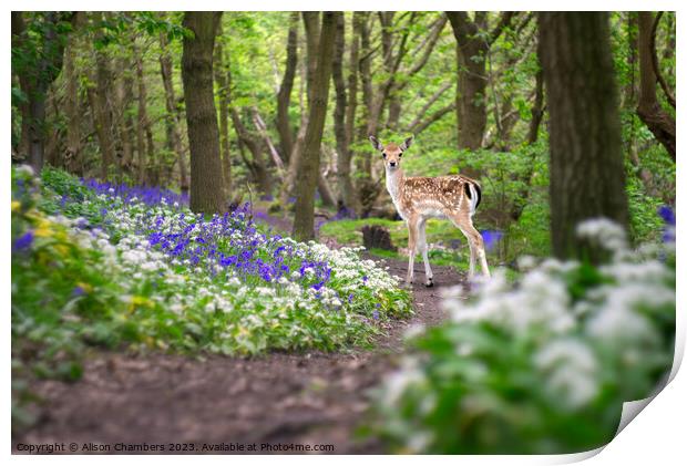 Deer In A Bluebell Wood Print by Alison Chambers