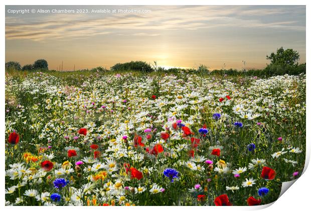 Wildflower Meadow  Print by Alison Chambers