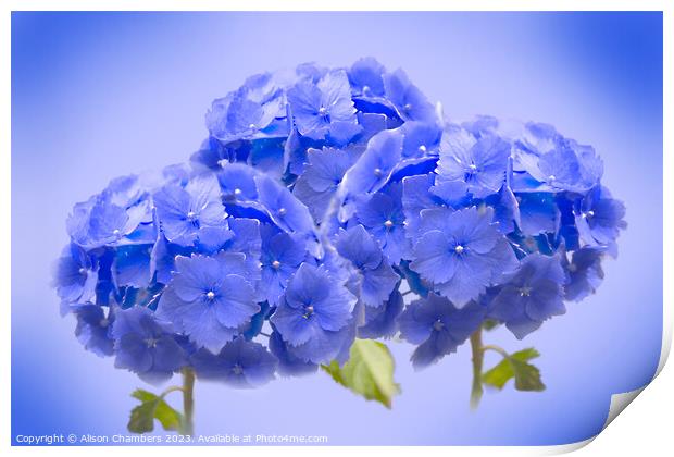 Blue Hydrangea  Print by Alison Chambers