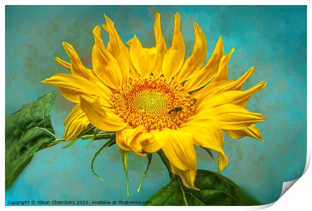 Sunflower Print by Alison Chambers