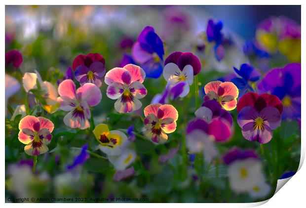 Sunlit Viola Flowers Print by Alison Chambers