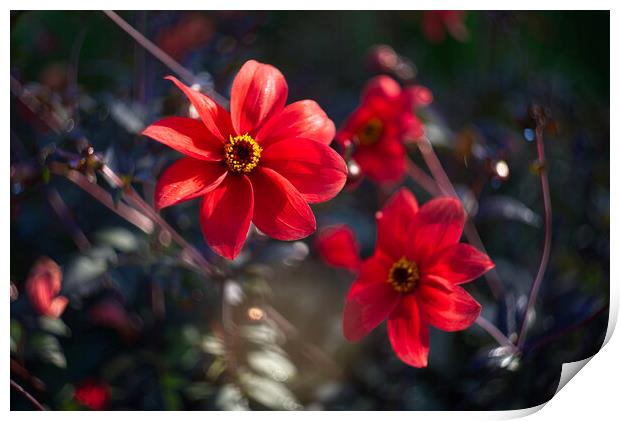 Dancing Red Dahlias Print by Alison Chambers