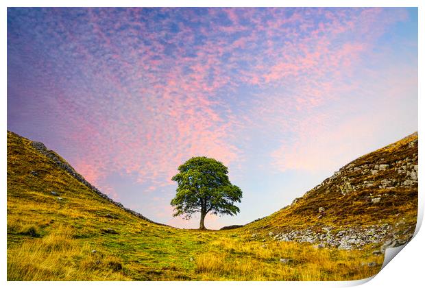 Sycamore Gap Print by Alison Chambers